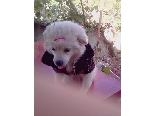 pomeranian spitz koutabaki